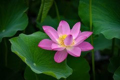 2025年第0441贴-夏日荷花拍（0703）