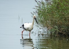 东方白鹳（2）
