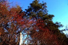 冬日北山公园（3）