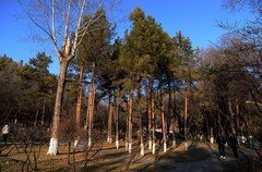 冬日北山公园（3）