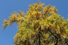 武昌长春观三（完）