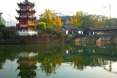 唐代银杏根深叶茂