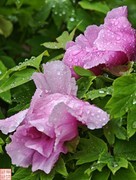 2025.4.5随拍雨后牡丹（1）