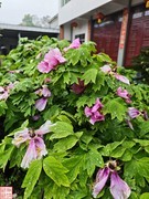 2025.4.5随拍雨后牡丹（1）