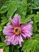 2025.4.5随拍雨后牡丹（1）