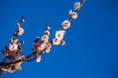 正月十五元宵帖