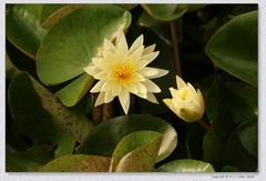 睡莲花【丙午年-144】