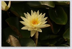 睡莲花【丙午年-144】