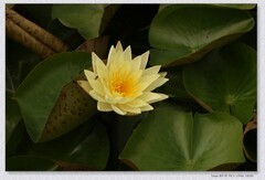 睡莲花【丙午年-144】