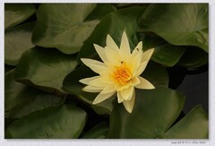睡莲花【丙午年-143】