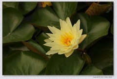 睡莲花【丙午年-143】