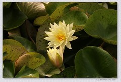 睡莲花【丙午年-143】