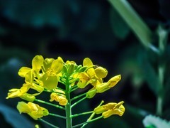 油菜花
