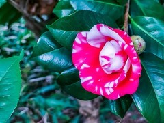 茶花