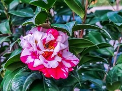 茶花