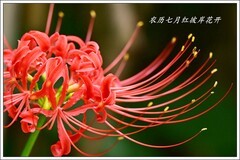 农历七月彼岸花开