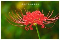 农历七月彼岸花开