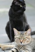 虎猫与黑猫