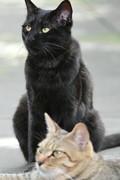 虎猫与黑猫