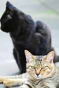虎猫与黑猫