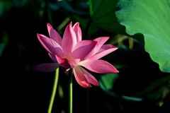 随拍——明湖秋荷 （三）