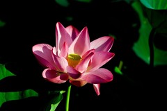 随拍——明湖秋荷 （三）