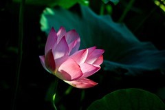 随拍——明湖秋荷 （三）
