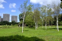 江滨公园——江心岛（4）