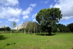 江滨公园——江心岛（4）