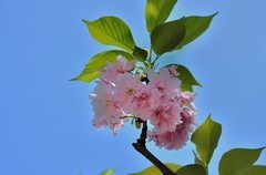 2026花卉植物赏析———樱花【8】