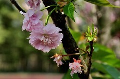 2026花卉植物赏析———樱花【8】