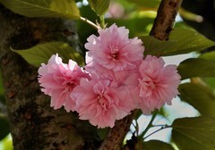 2026花卉植物赏析———樱花【8】