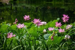 2025年第0441贴-夏日荷花拍（0703）