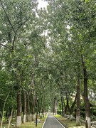 多云夏午1*沙湖公园——武汉随笔