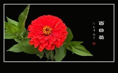 红红火火的百日菊