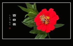 红红火火的百日菊