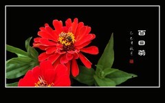 红红火火的百日菊