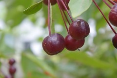 花花草草（五十一）—— 欧洲李
