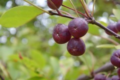 花花草草（五十一）—— 欧洲李