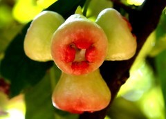 1012【不老松：二游海南纪实】临高长島兰湾非常漂亮的好看不好吃的莲雾的果！(5)