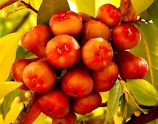 1012【不老松：二游海南纪实】临高长島兰湾非常漂亮的好看不好吃的莲雾的果！(5)