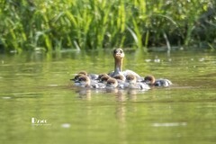 中华秋沙鸭（54）