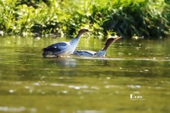 中华秋沙鸭（54）