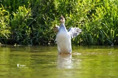 中华秋沙鸭（54）