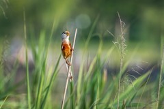 震旦鸦雀（三十三）