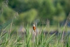 震旦鸦雀（三十三）