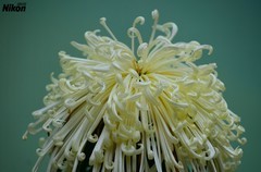 文园的最后篇-大丝菊。