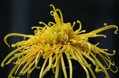 文园的最后篇-大丝菊。