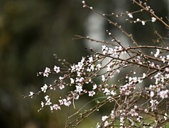 2026小城的春（拾伍）