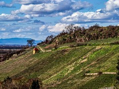 春之生--祝师友元宵节快乐！！！